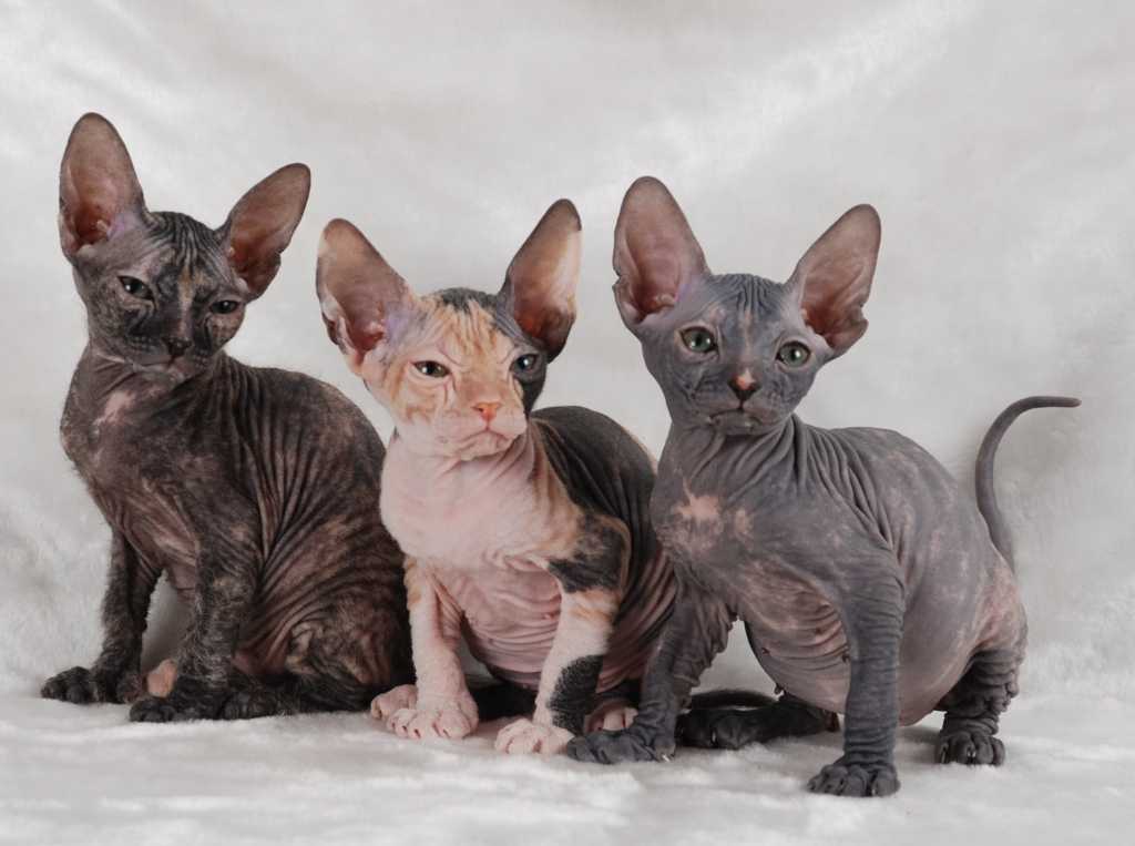 Канадский сфинкс: описание породы кошек, фото, рекомендации по содержанию в домашних условиях