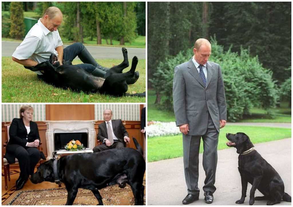 Собаки путина: история, клички и породы президентских любимцев