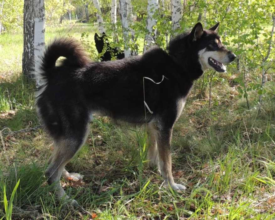 Русско-европейская лайка: описание породы, черная восточно-европейская собака