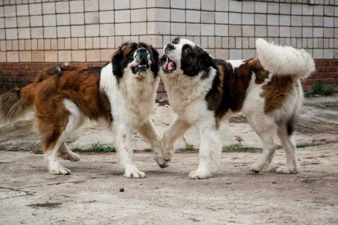 Московская сторожевая собака: характеристика породы и фото, стандарт, интеллект, цена щенков + отзывы