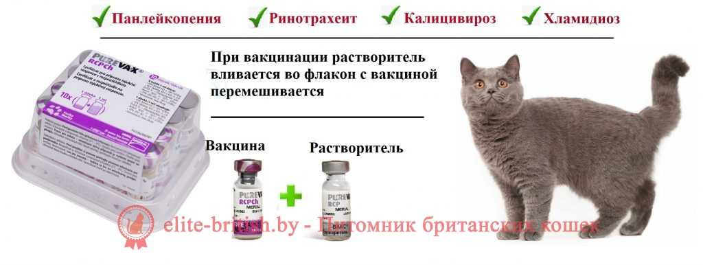 Прививки кошкам. все что нужно знать о вакцинации
