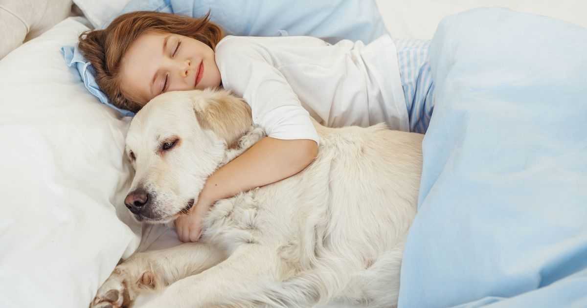 6 причин, почему собака много спит