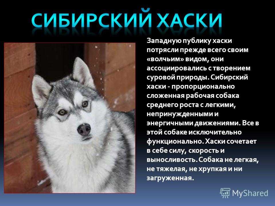 Волкособ — гибрид собаки и волка, фото разновидностей, описание пород