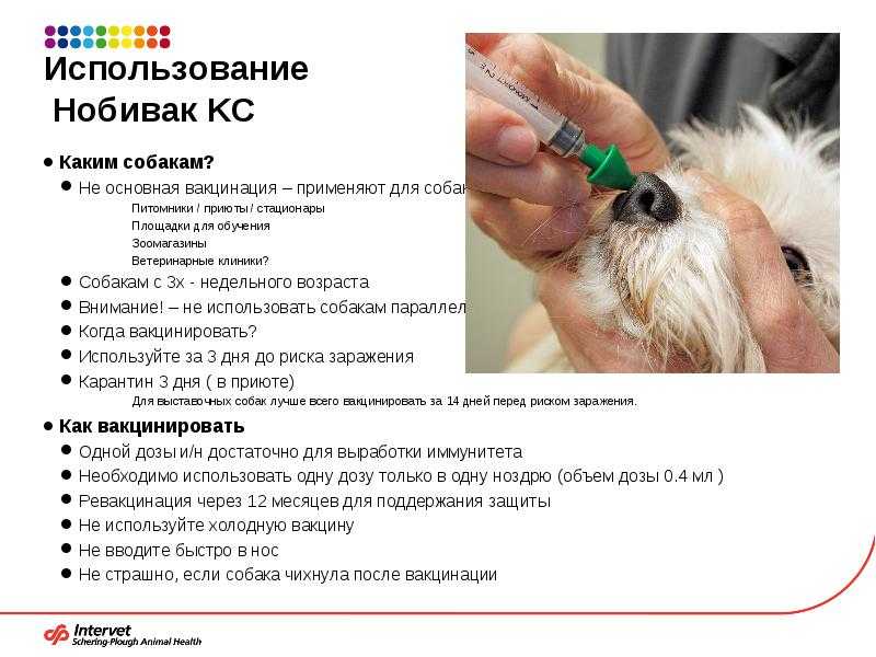Прививки собакам