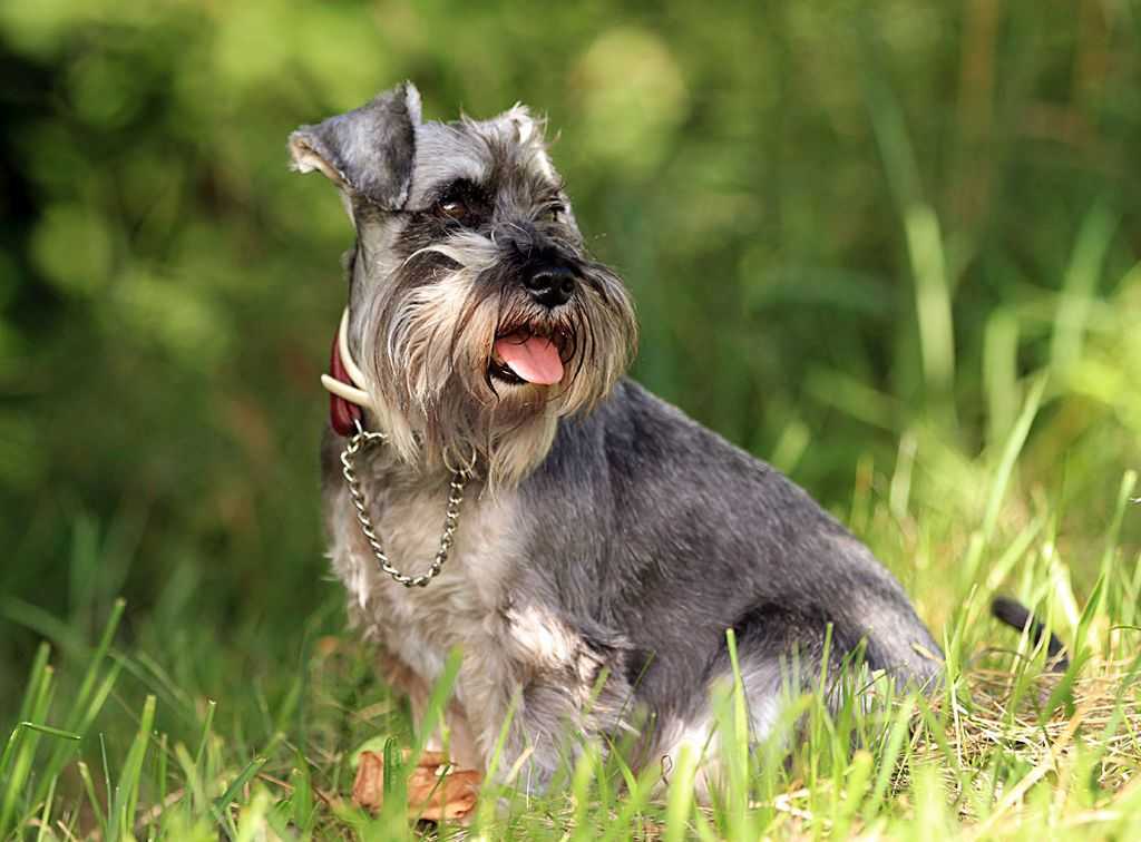 Цвергшнауцер: описание породы, характер собаки и щенка, фото, цена