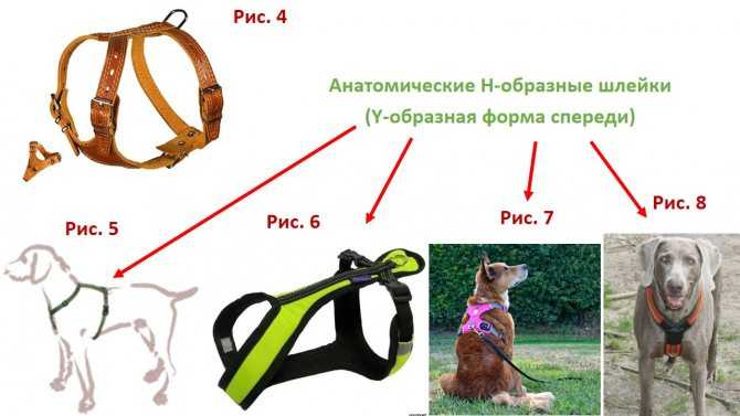 Шлейка для собаки своими руками: выбор материала, пошаговая инструкция изготовления - animallist.ru