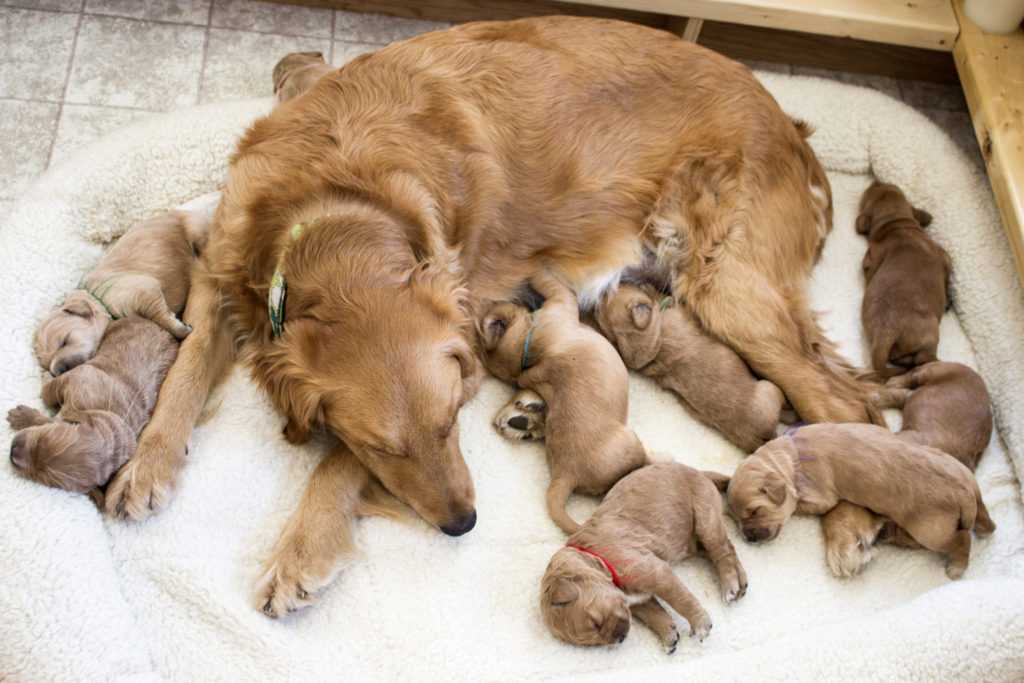 Первые признаки родов у собак