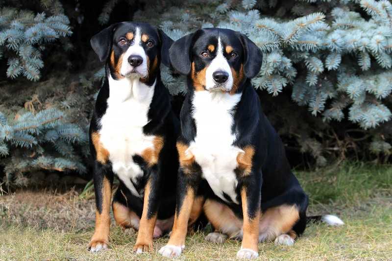 Бернский зенненхунд (150 фото): описание породы собак, фото, интересные факты, повадки, размеры, окрас