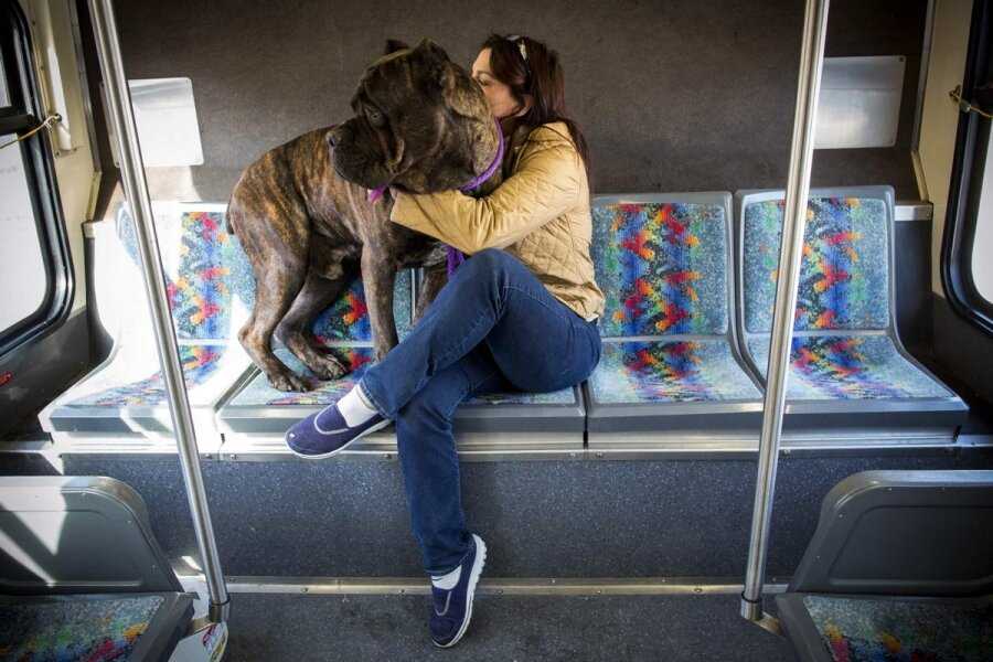 Правила перевозки собак в метрополитене