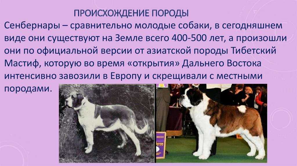 Сенбернар собака. описание, особенности, уход и цена сенбернара | sobakagav.ru
