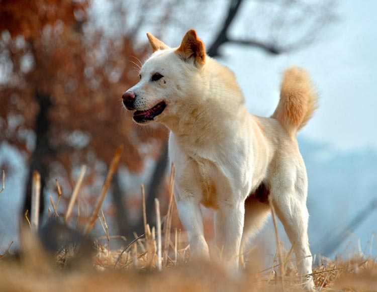 Сансю: описание породы, характеристика, фото | все о собаках