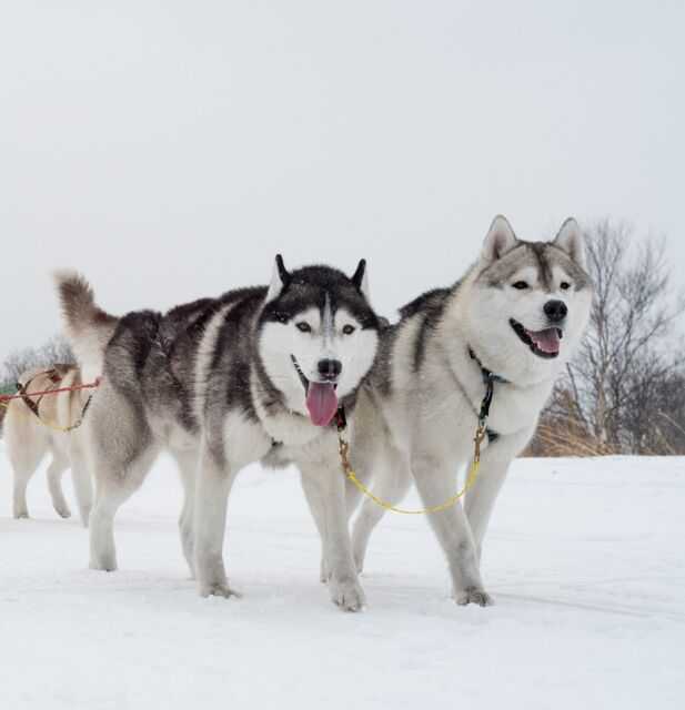 Особенности породы собак Аляскинский хаски: общие характеристики, история происхождения, советы по уходу и содержанию, фотографии и видео-обзор породы.