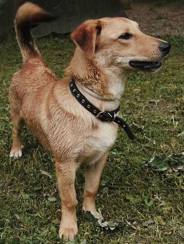 Интересное о малой греческой домашней собаке алопекис: стоимость щенка