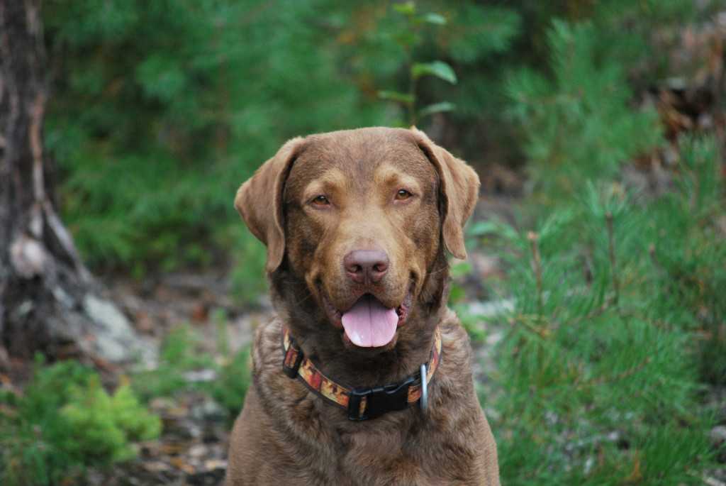 Чесапик-бей-ретривер: описание, фото, характер, уход и содержание охотничьей породы собак