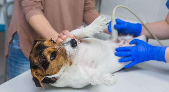 Ложная беременность у собак - признаки, что делать | ветеринарная клиника ирины оныщук