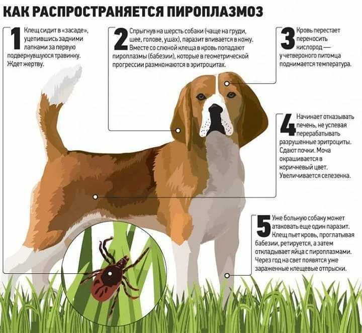 Микоплазмоз у собаки — симптомы, опасность и лечение