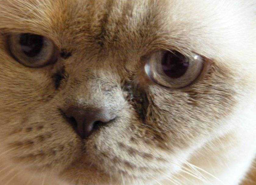 Кошки и коты с разными глазами — породы