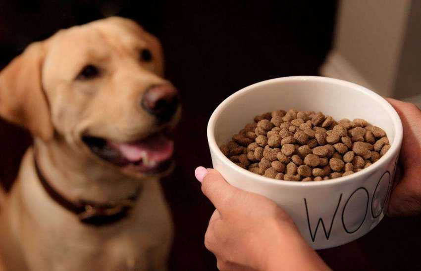 Что будет, если собака съест кошачий корм, сможет ли он полноценно заменить собачий?