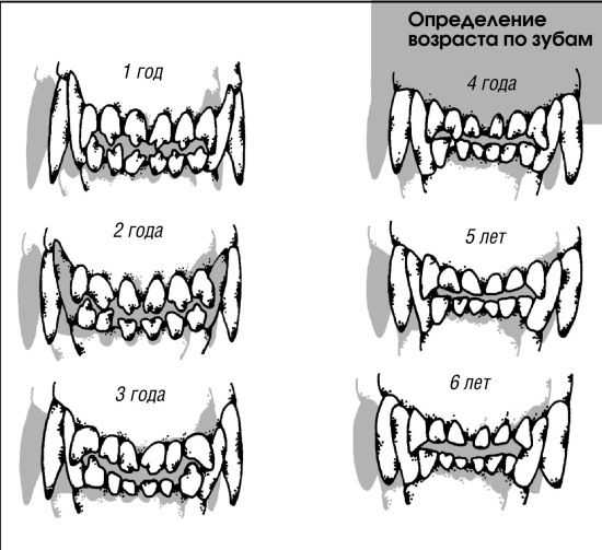 Молочные зубы у собак (33 фото): в каком возрасте у щенков меняются зубы? во сколько месяцев они выпадают в первый раз? как растут постоянные зубы?
