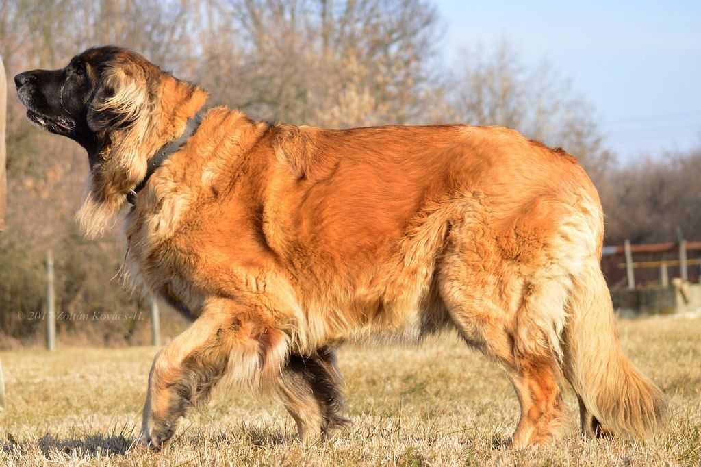 Леонбергер — фото, описание породы собак, характер, цена щенка