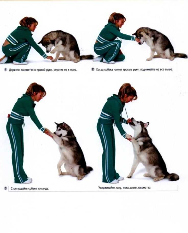 Как правильно дрессировать немецкую овчарку – щенка и подросшую собаку