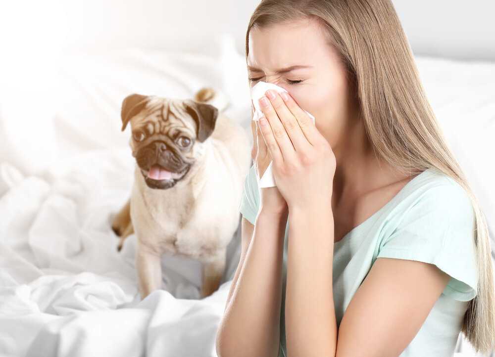 Какую собаку можно заводить аллергикам