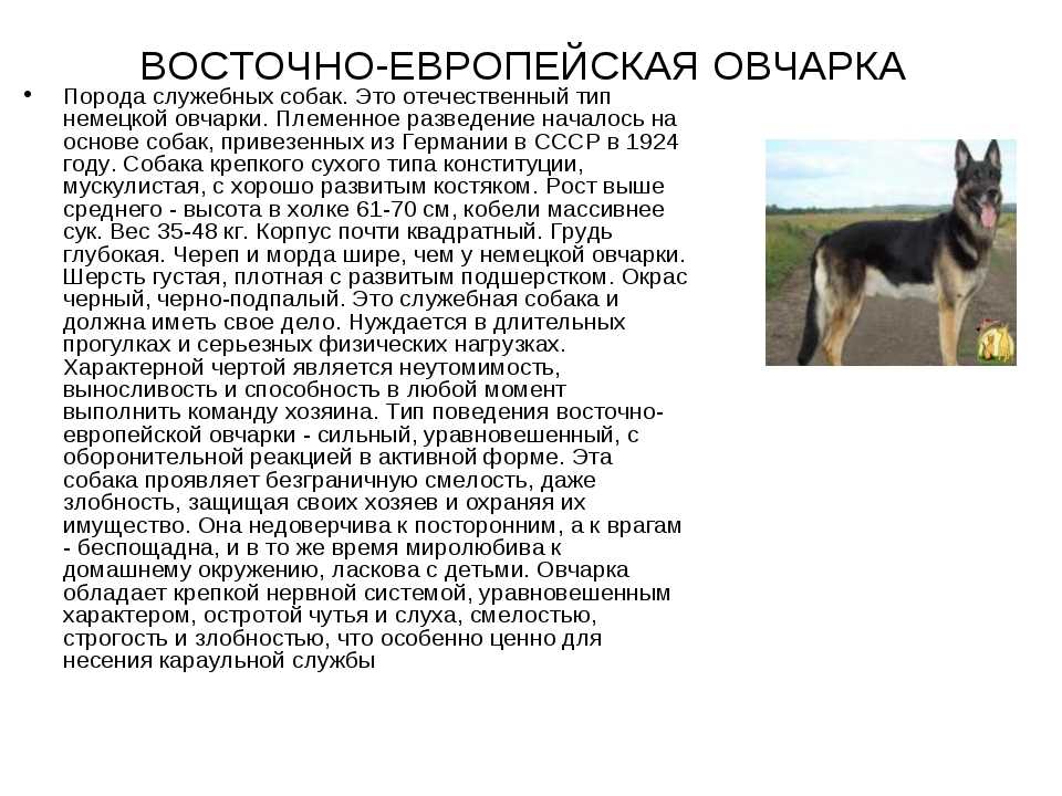 Восточно-европейская овчарка (110 фото): обзор породы, цена щенков, рекомендации по уходу