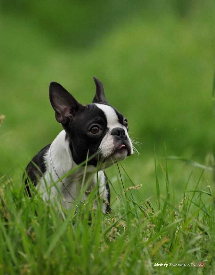 Бостон терьер (бостонский терьер) собака:фото, характер, цена