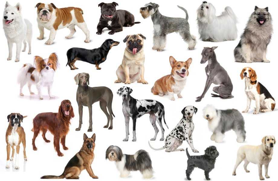 Сколько существует пород собак в мире?