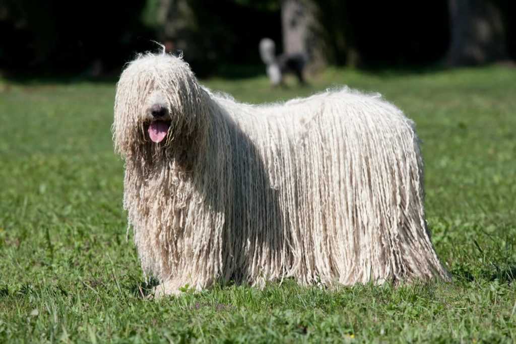 Австралийская овчарка (аусси): все о собаке, фото, описание породы, характер, цена