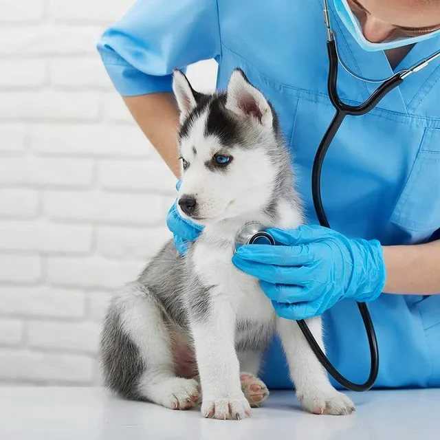 Острый влажный дерматит собак: профилактика и лечение | ветклиника "толстый лори"