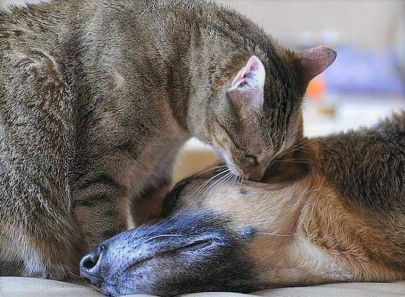 Как подружить кошку с новым питомцем