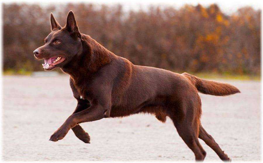 Ланкаширский хилер: описание породы собак с фото и видео