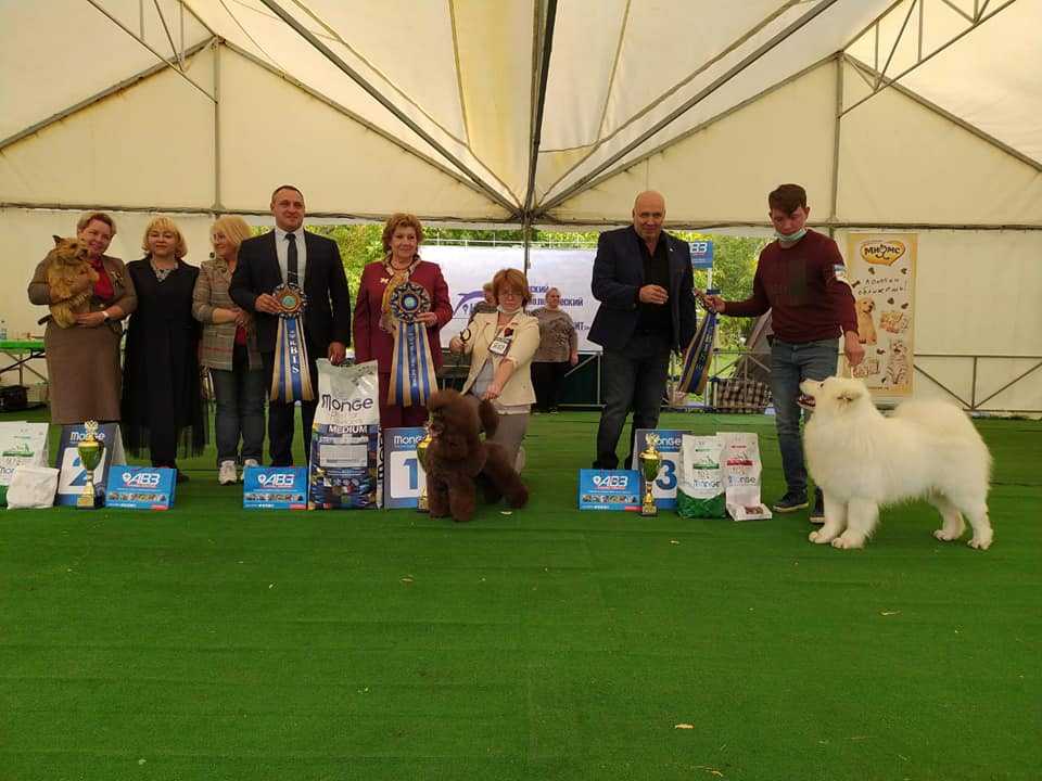 Международная выставка собак ранга cacib-iku г. москва «континент союз 2021»