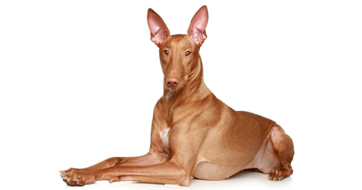 Если у собаки отказали ноги - симптомы, лечение паралича конечностей у собак в москве. ветеринарная клиника "зоостатус"