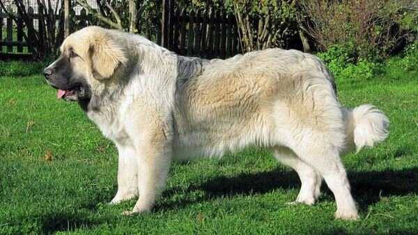 Характеристика собак породы пиренейский мастиф с отзывами и фото