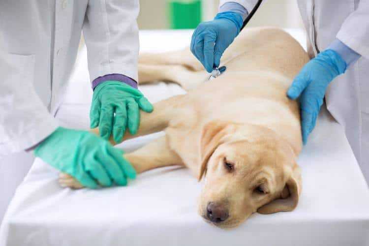 Инфекции мочеполовой системы у собак