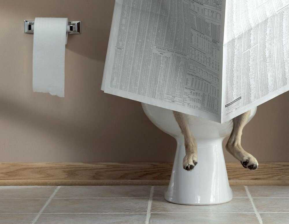Как приучить щенка к туалету на улице - wikihow