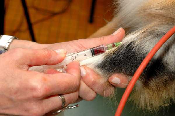 Взятие крови дома собаке: стоимость | анализ, цена, в москве, санкт-петербурге