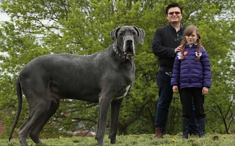 Лучшие семейные породы: топ 15 подборка самых подходящих собак