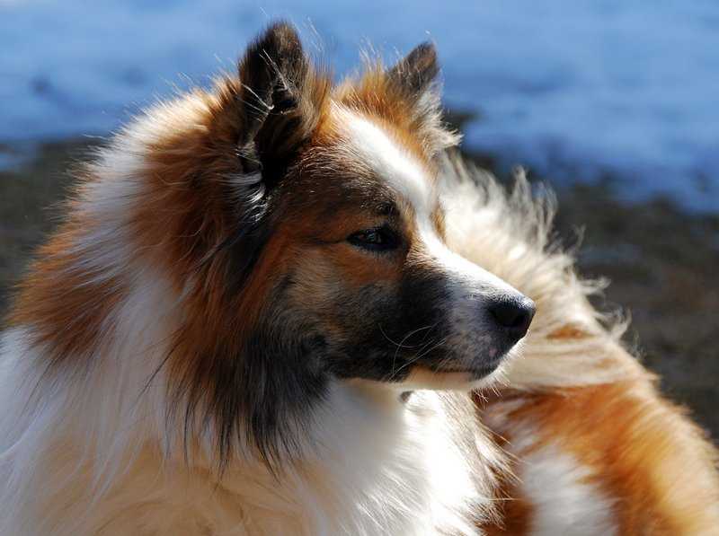 Исландская собака: описание и содержание