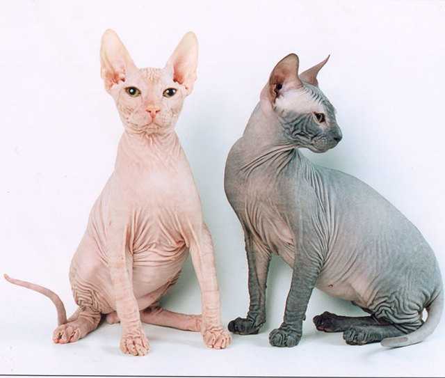 Донской сфинкс: кошки и коты