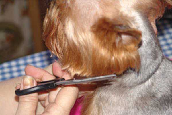 Почему у собаки ломаются усы?