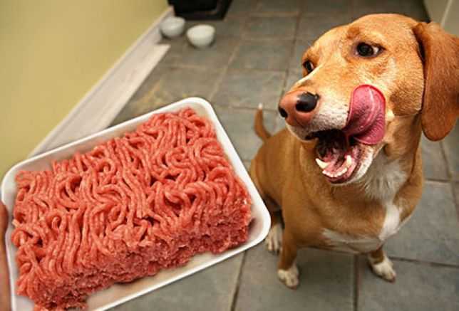 Почему собак нельзя кормить свининой - домашние наши друзья