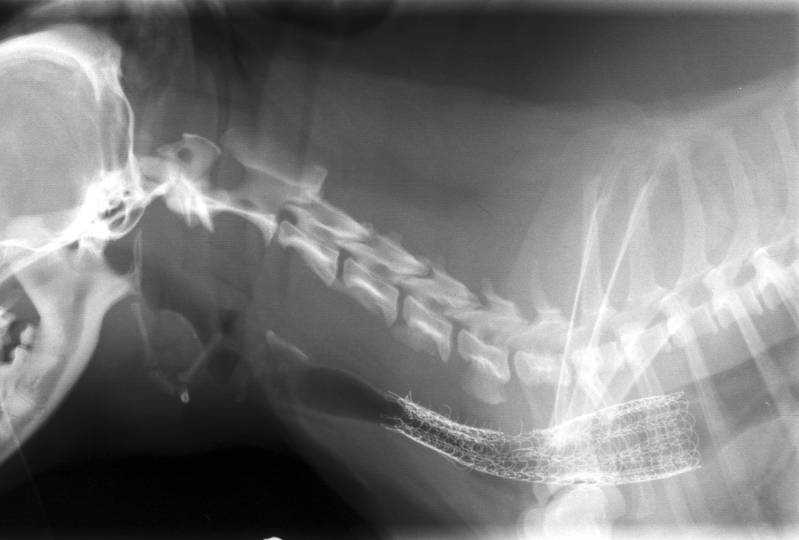 Диагностика и лечение коллапса трахеи у собак в беларуси