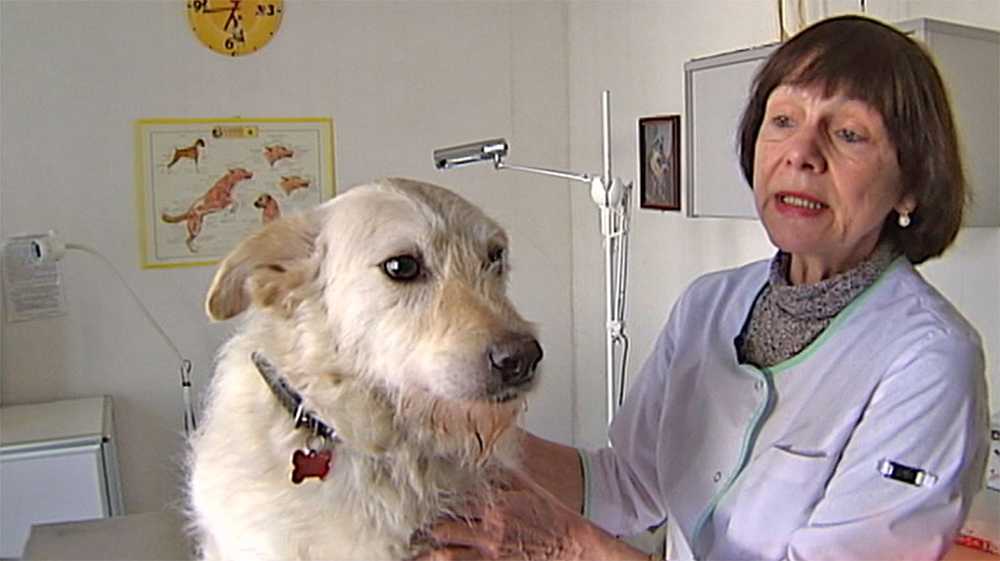 Синдром кушинга у собак: симптомы, лечение, диагностика
