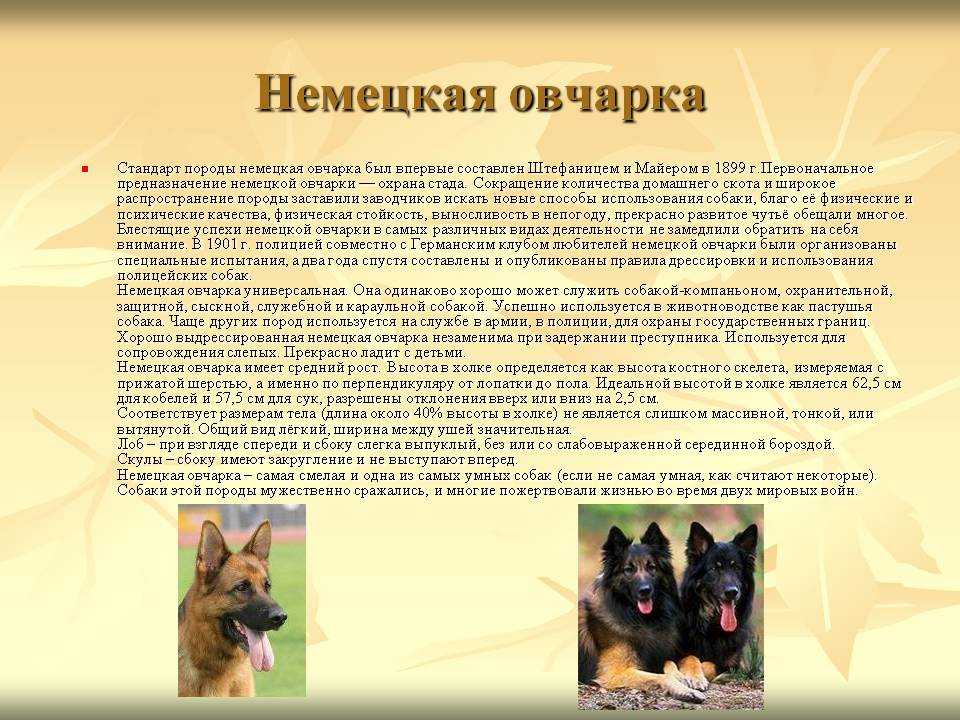Чехословацкий влчак: все о собаке, фото, описание породы, характер, цена
