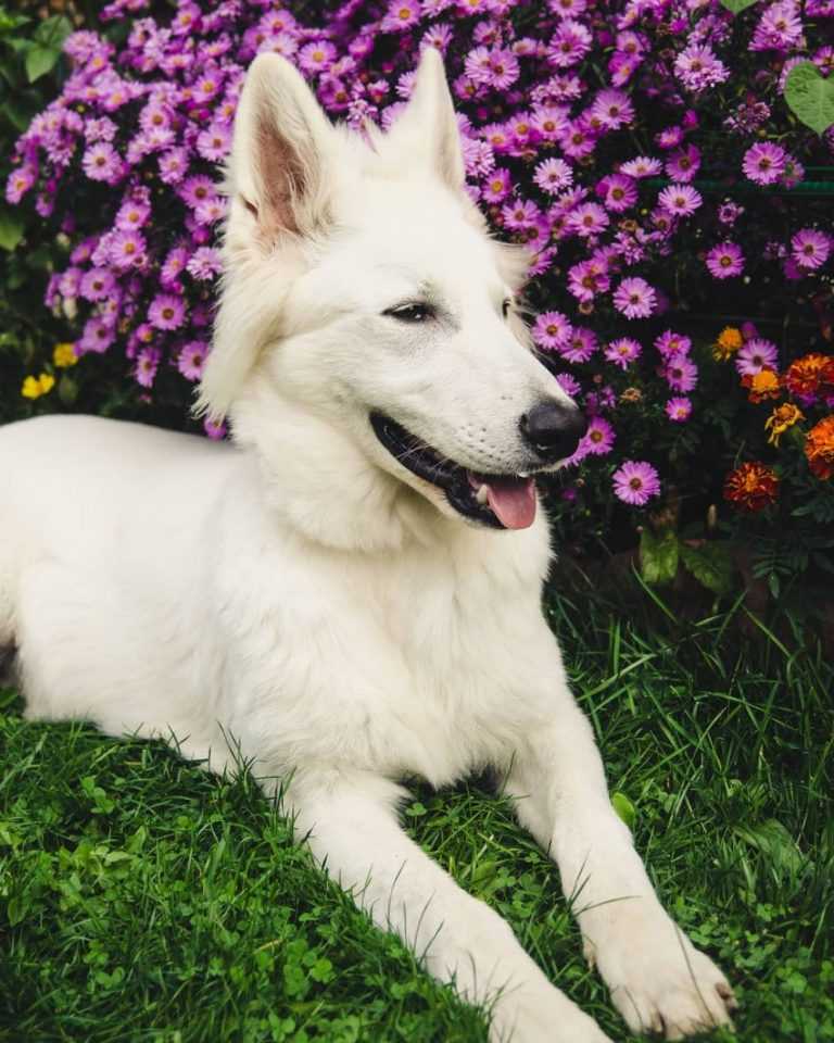 Белая швейцарская овчарка — особенности содержания крупной породы собаки бшо дома, характеристика, окрас