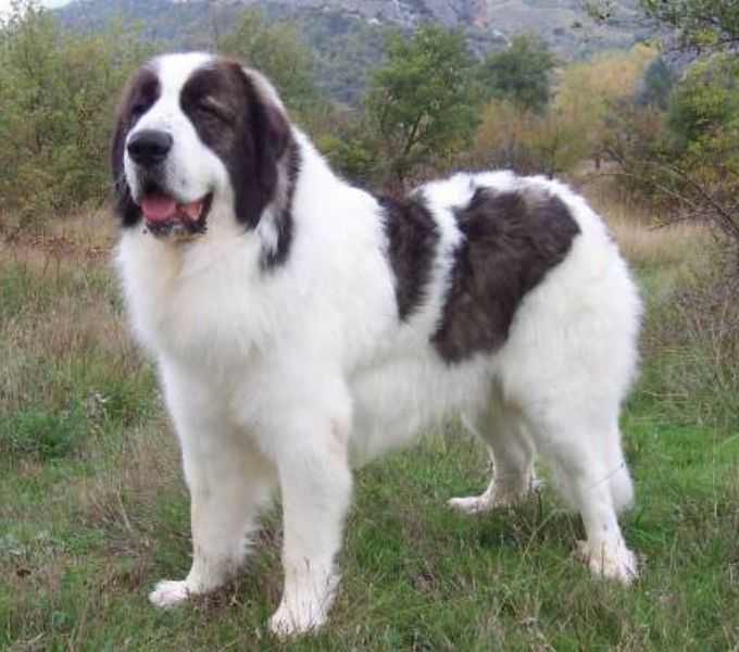 Пиренейская горная собака - фото, цена, описание, видео