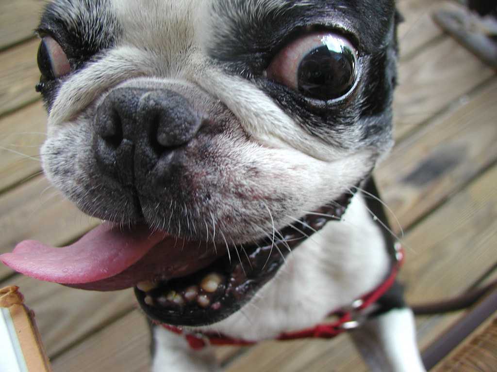 Почему у собаки синий язык: норма и отклонения, возможные заболевания, первая помощь и лечение